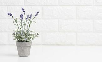 wachsend Lavendel im ein grau Keramik Topf auf ein Weiß Tisch. Weiß Backstein Mauer Hintergrund foto