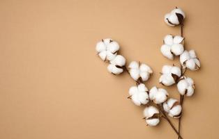 Baumwolle Blume auf Pastell- Beige Papier Hintergrund, Overhead. Minimalismus eben legen Komposition, Kopieren Raum foto