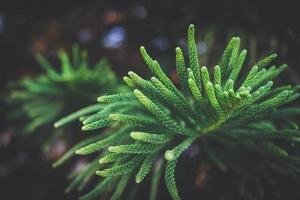 Nadelblätter von Norfolk Island Pine Tree foto