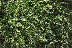 wilde aromatische Zweige von Rosmarinbüschen foto