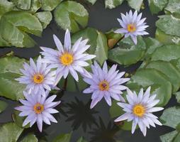 Draufsicht von Lotusblumen in einem Teich foto