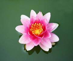 rosa Lotus im Wasser foto