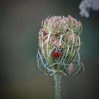 schöner Marienkäfer auf einer Pflanze foto