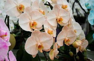 gelbe und weiße Orchideen