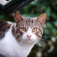 graues streunendes Katzenporträt