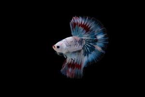 schöne siamesische Betta Fisch foto
