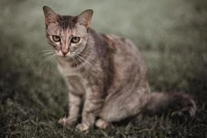 süß Raubtier unter Dschungel. schön Katze mit Gelb Augen im Grün Blätter im das Garten foto