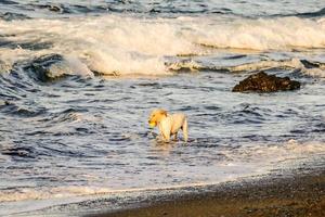 Hund spielen im das Ozean foto