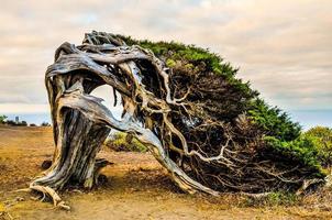 vom Wind verweht Baum durch das Meer foto