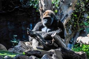 Gorilla im Zoo foto