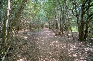 ländliche Waldlandschaft foto