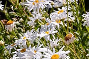 schöne blumen nahaufnahme foto