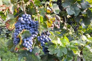 Weinbergtrauben aus nächster Nähe foto