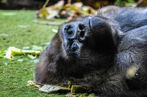 schön Gorilla Nahansicht foto