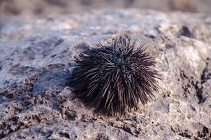 Seeigel auf einem Felsen foto