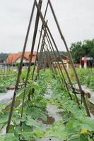 Aubergine Gemüse Pflanze zum Hintergrund. foto