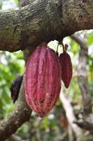reif Kakao Obst ist das Quelle von Kakao Bohnen, welche sind benutzt zu machen Schokolade und andere auf Kakaobasis Produkte. foto