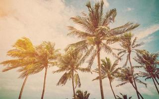 Kokosnuss Palme auf Meer Strand mit Jahrgang Wirkung. foto