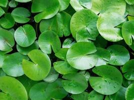 Grün Blatt Lotus Pflanze im Teich Wasser Hintergrund. foto