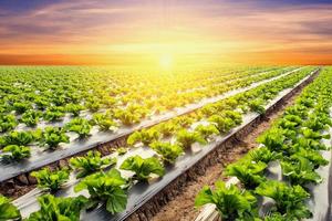 Grüner Salat Pflanze auf Feld Gemüse und Landwirtschaft Sonnenuntergang und Licht. foto