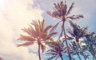 Kokosnuss Baum auf Strand, Baum auf Strand, Palme auf Strand, Strand Jahrgang, Strand retro. foto
