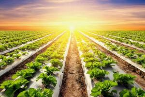 Grüner Salat Pflanze auf Feld Gemüse und Landwirtschaft Sonnenuntergang und Licht. foto
