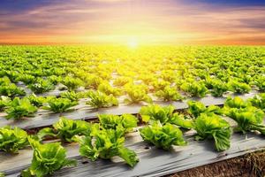 Grüner Salat Pflanze auf Feld Gemüse und Landwirtschaft Sonnenuntergang und Licht. foto