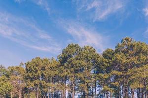 Kiefer Baum Wald und Blau Himmel mit Jahrgang getönt foto