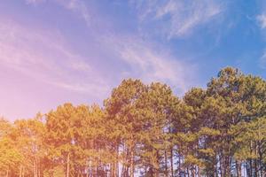Kiefer Baum Wald und Blau Himmel mit Sonnenlicht, Jahrgang getönt. foto