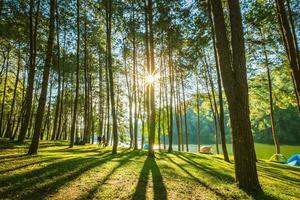 Kiefer Baum Wald und Sonnenaufgang im Thailand. foto