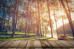 Kiefer Baum Wald und Holz Planke Fußboden mit Sonnenaufgang. Jahrgang Stil. foto