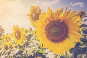 Sonnenblume auf abgelegt und Sonnenlicht mit Jahrgang Ton. foto