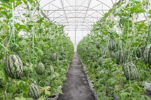 Wassermelone im Gewächshaus auf Feld Landwirtschaft foto