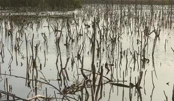 Mangrove Wald Verschlechterung, Verschlechterung Mangrove Wald ist ein Ökosystem Das hat gewesen stark degradiert oder eliminiert eine solche zu Urbanisierung, und Verschmutzung. nehmen Pflege und schützen das Mangrove Wald. foto