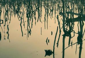 Mangrove Wald Verschlechterung, Verschlechterung Mangrove Wald ist ein Ökosystem Das hat gewesen stark degradiert oder eliminiert eine solche zu Urbanisierung, und Verschmutzung. nehmen Pflege und schützen das Mangrove Wald. foto