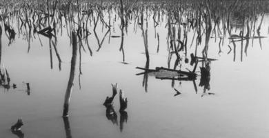 Mangrove Wald Verschlechterung, Verschlechterung Mangrove Wald ist ein Ökosystem Das hat gewesen stark degradiert oder eliminiert eine solche zu Urbanisierung, und Verschmutzung. nehmen Pflege und schützen das Mangrove Wald. foto