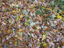 nass Herbst Blätter nach das Regen. foto