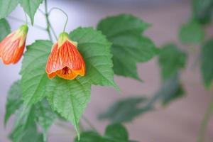 blühen Orange Glocke Blume Abutilon Nahaufnahme, ein Seilbeere von das Malvaceae Familie. Pflege und Anbau von inländisch Pflanzen auf das Fensterbrett. foto