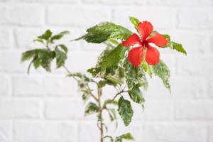 rot Hibiskus sorte Blume mit bunt Blätter im ein Korbweide Pflanzer im das Innere gegen ein Weiß Backstein Mauer. wachsend Haus Pflanzen im ein Topf beim Grün Zuhause foto