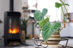 Philodendron verrucosum Nahansicht im das Innere auf das Stand. Zimmerpflanze wachsend und Pflege zum Innen- Anlage, Grün Zuhause im skandinavisch Dachgeschoss Stil mit Metall Herd Kamin mit heiß Feuer foto