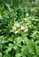 wild Schönheit. Nahansicht von Tanacetum Blumen im das wild Plantage foto