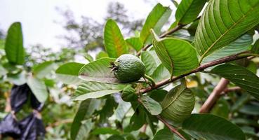 beschwingt Grün Guaven. ein frisch und fruchtig Ernte foto