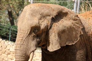 ein afrikanisch Elefant Leben im ein Zoo im Israel. foto