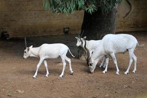 das Antilope Leben im das Zoo im tel aviv im Israel. foto