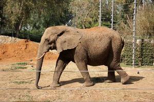 ein afrikanisch Elefant Leben im ein Zoo im Israel. foto