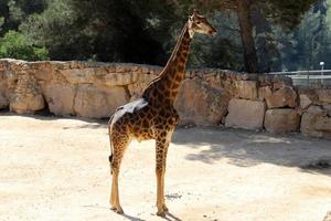 ein hoch Giraffe Leben im ein Zoo im tel aviv. foto