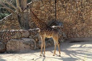 ein hoch Giraffe Leben im ein Zoo im tel aviv. foto