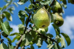 reif Grün Birne auf ein Ast im das Garten. foto