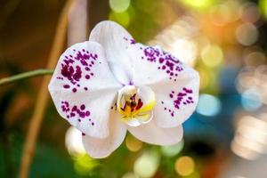 Vanda-Orchideen sind Orchideen, die oben wachsen, ohne zu verklumpen. die Blüten sind recht groß. Die Blumen sind hell und schön, die Blumen sind kreisförmig, die Blütenblätter sind ziemlich hart und haltbar. foto