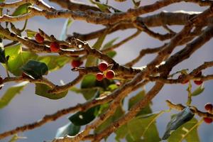 Banyan Früchte hängend auf ein Baum. foto